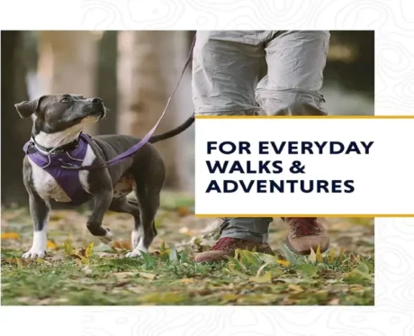 Ruffwear Front Range Dog Leash Blue Moon at ithinkpets.com