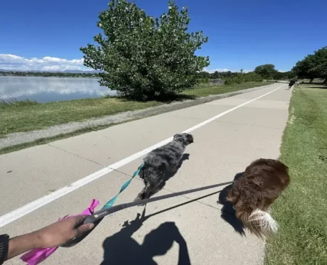 Ruffwear Front Range Dog Leash Twilight Gray at ithinkpets.com