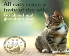 Taste of the Wild Dry Cat Food at ithinkpets