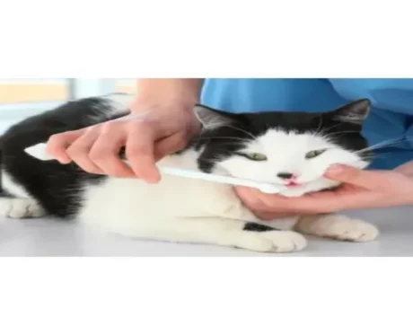 Trixie Cats Dental Hygiene Set Cat Toothbrush and Toothpaste 50g at ithinkpets.com (2)