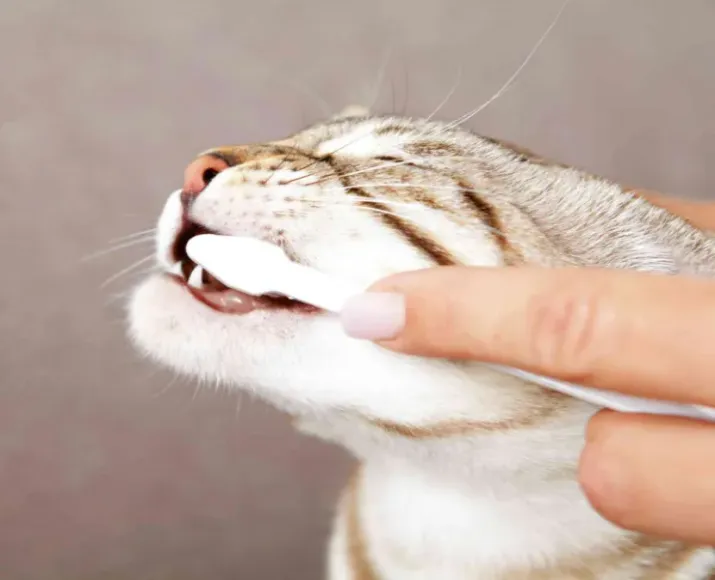 Arm & Hammer Fetch For Pets Cat Dental Kit - Toothbrush, Toothpaste, Fingerbrush - Tuna