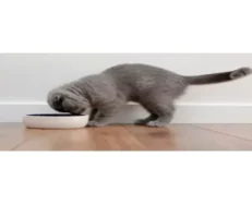 Trixie Ceramic Pet Bowl Cream & Blue for Cats & Kitten 300 ml at ithinkpets.com (2)