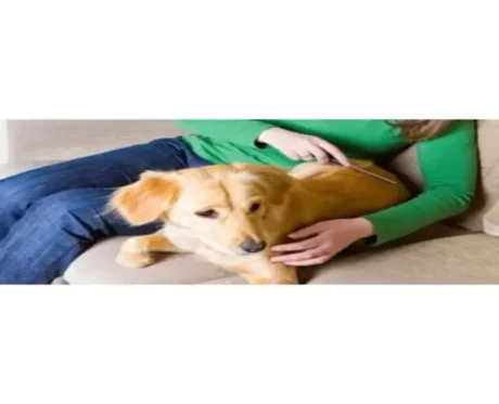 Trixie Flee Ticks and Dust Comb For Dogs & Cats at ithinkpets.com (2)