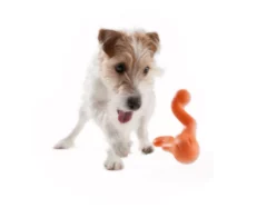 West Paw Tizzi Toy For Adult Dogs And Puppies Orange at ithinkpets.com (2)