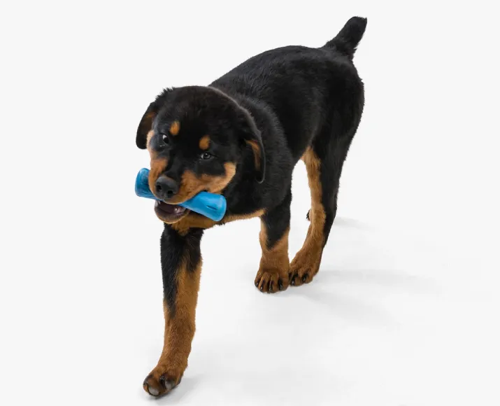 West Paw Zogoflex Drifty Toy For Dogs And Puppies Blue at ithinkpets.com (4)