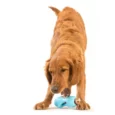 West Paw Zogoflex Qwizl Treat Toy For Dogs Blue