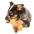 West Paw Zogoflex Qwizl Treat Toy For Dogs Orange