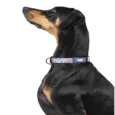 Zoomiez Fluid Printed Dog Collar
