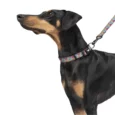 Zoomiez Bolt Printed Dog Collar