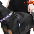 Zoomiez Hands Free Mesh Dog Leash – Orange