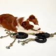 Fofos Tyre Large Rope Dog Toy Large Breed Puppy And Dog