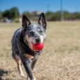 KONG Ball Dog Chew Toy, Red