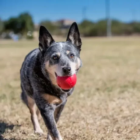 KONG Ball Dog Chew Toy at ithinkpets.com