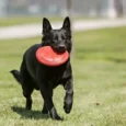 KONG Classic Flyer Toy For Dogs, Red