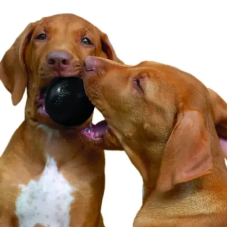 KONG Extreme Ball at ithinkpets.com