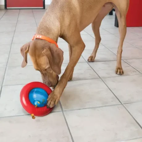 KONG Gyro at ithinkpets.com
