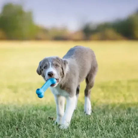 KONG Puppy Goodie Bone Toy at ithinkpets.com