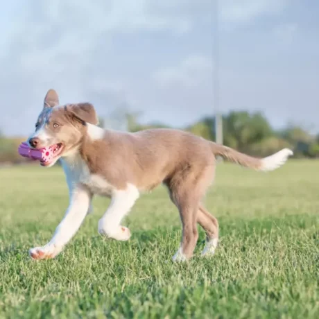 KONG Puppy Teething Stick at ithinkpets.com