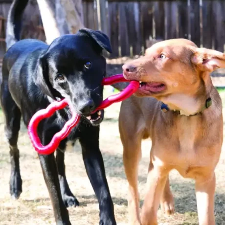KONG Tug Toy at ithinkpets.com