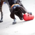 KONG Wobbler, Interactive Treat Dispensing Dog Toy, Red (Large)