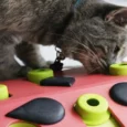 Petstages Melon Madness Puzzle And Play Cat Game