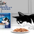 Purina Felix Sardine with Jelly Adult Cat Wet Food, 85 Gms