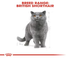 Royal Canin British Shorthair Adult Dry Cat Food, 2kg at ithinkpets.com (2)