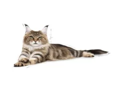 Royal Canin Maine Coon Adult Dry Cat Food, 2kg at ithinkpets.com (2)