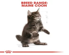 Royal Canin Maine Coon Kitten Dry Cat Food, 2Kg at ithinkpets.com (2)