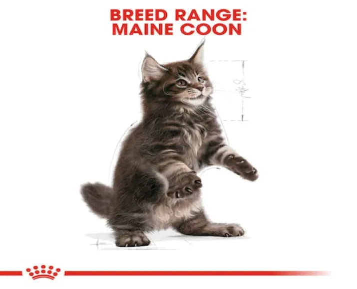 Royal Canin Maine Coon Kitten Dry Cat Food, 2Kg at ithinkpets.com (2)