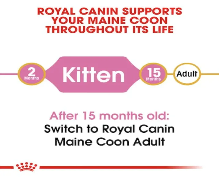 Royal Canin Maine Coon Kitten Dry Cat Food, 2Kg at ithinkpets.com (6)