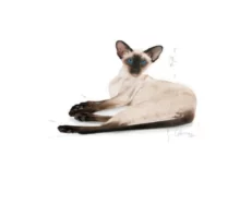 Royal Canin Siamese Adult Dry Cat Food, 2kg at ithinkpets.com (2)