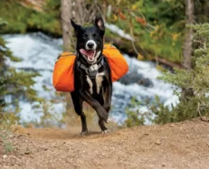 Ruffwear Approach Dog Backpack at ithinkpets.com