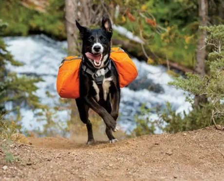 Ruffwear Approach Dog Backpack at ithinkpets.com