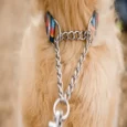 Ruffwear Chain Reaction Martingale Sunset Dog Collar