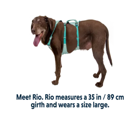 Ruffwear Flagline Sage Green at ithinkpets.com
