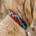 Ruffwear Flat Out Collar Colorado River, Dog Collar