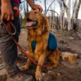 Ruffwear Flat Out Ember Distortion Dog Leash (Waist-worn, Hand-held Dog Leash)