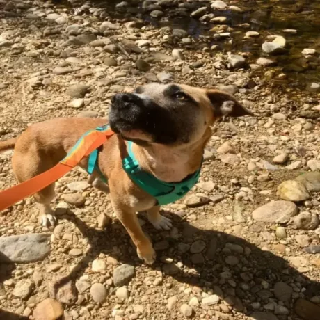 Ruffwear Flat Out Fall Mountains at ithinkpets.com