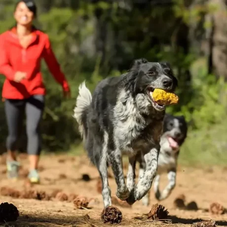 Ruffwear Gnawt a Cone at ithinkpets.com