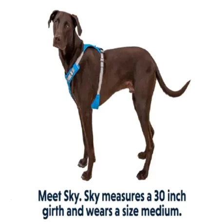 Ruffwear Hi & Light Harness Blue Dusk at ithinkpets.com