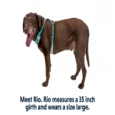Ruffwear Hi & Light Harness Sage Green, Dog and Cat Harness