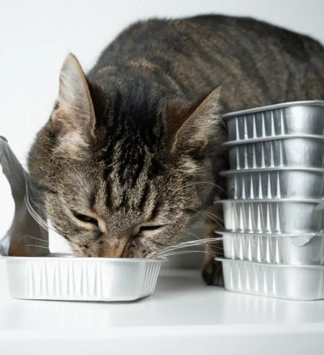 Ultimate Guide To Best Cat Food In India Feline Nutrition