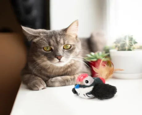 Fofos Black Bird with Catnip balls, Cat Interavtive Toy at ithinkpets.com (2)