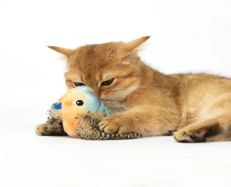 Fofos Blue Bird with Catnip balls, Cat Interavtive Toy at ithinkpets.com (2)