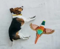 Fofos Dog Plush Toy Pheasant with Squeaker at ithinkpets.com (2)