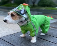 Fofos Dog Raincoat Dinosaur, Lightweight And Waterproof at ithinkpets.com (2)