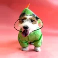 Fofos Dog Raincoat Dinosaur, Lightweight And Waterproof