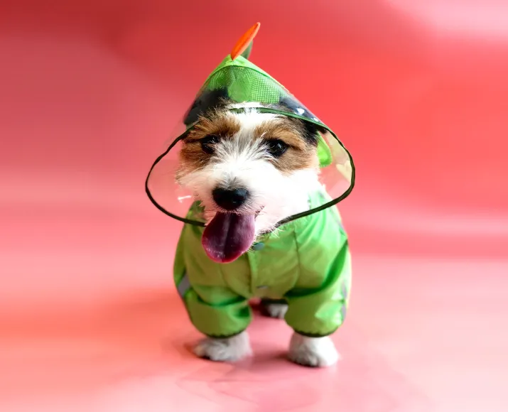 Fofos Dog Raincoat Dinosaur, Lightweight And Waterproof at ithinkpets.com (3)