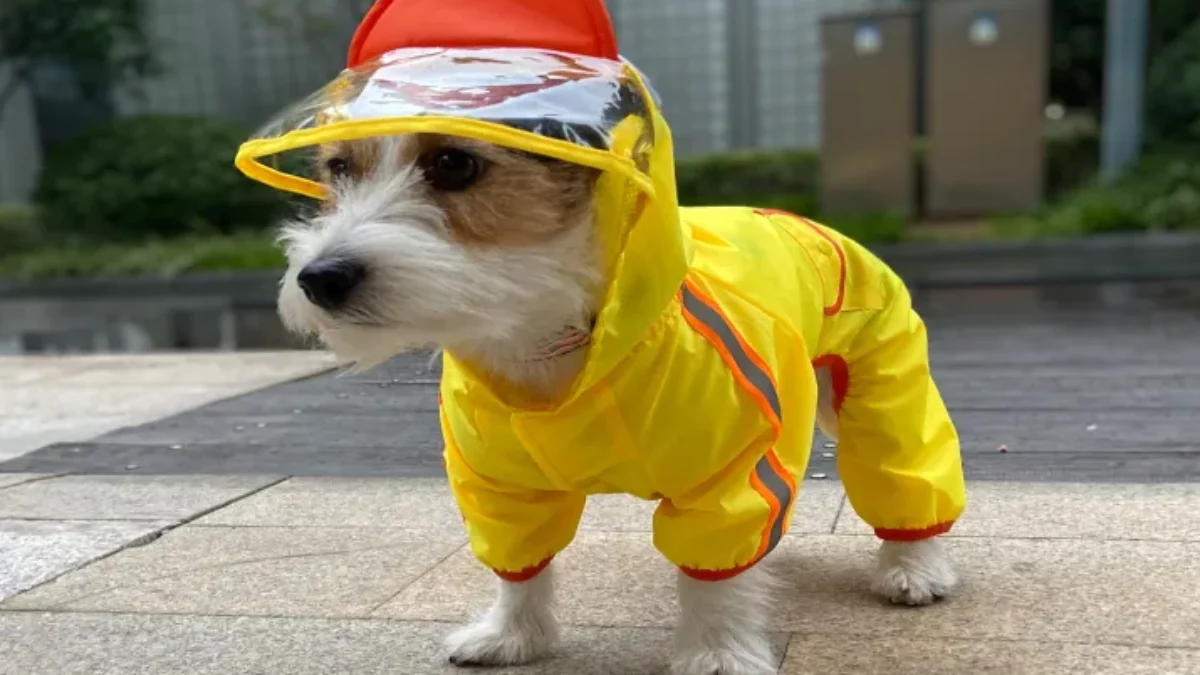 Buy Fofos Dog Raincoat Duck, Lightweight Waterproof ITP